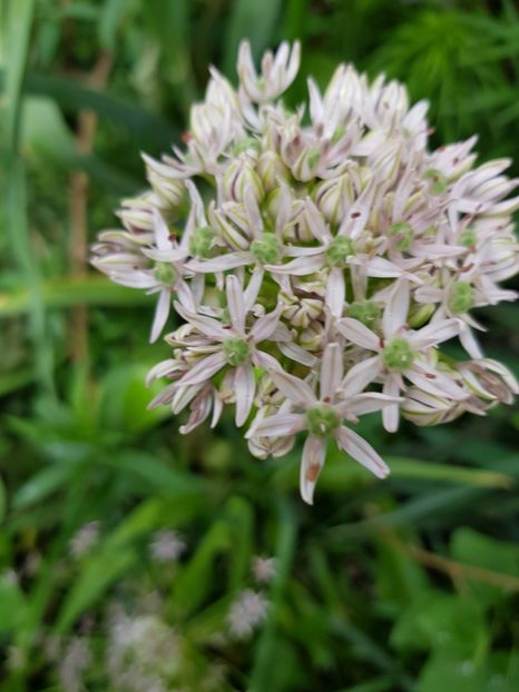  - Allium 2020 21 22