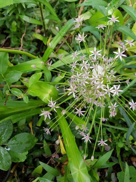  - Allium 2020 21 22