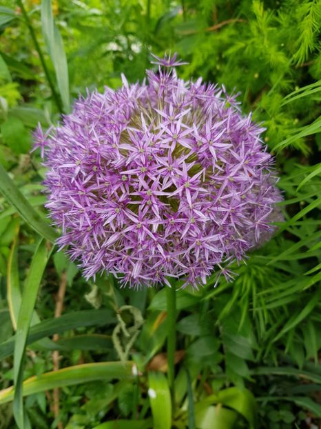  - Allium 2020 21 22