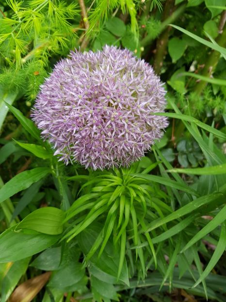  - Allium 2020 21 22