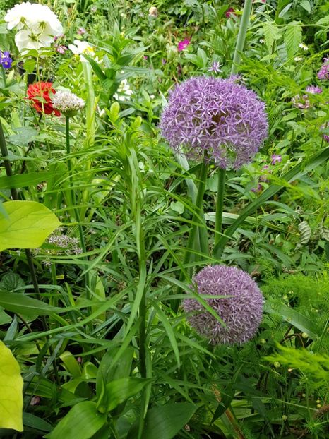  - Allium 2020 21 22