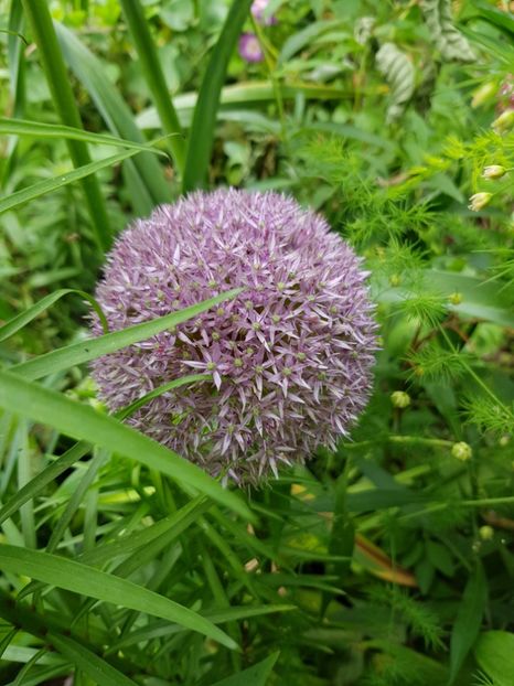  - Allium 2020 21 22