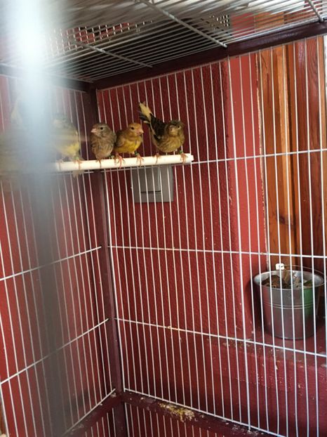 pui de timbrado 2020 - TIMBRADOS 2020