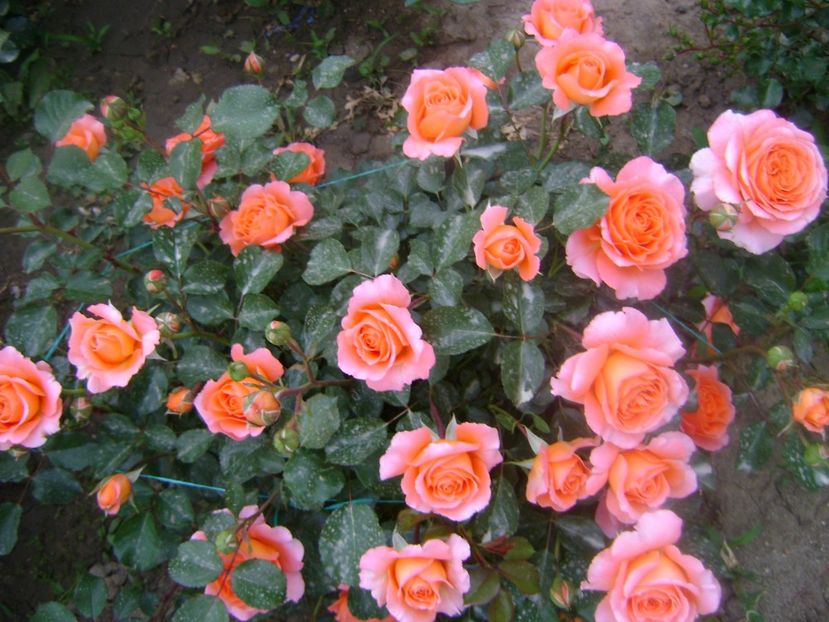  - Orange Meilove floribunda Meilland -2019-2020