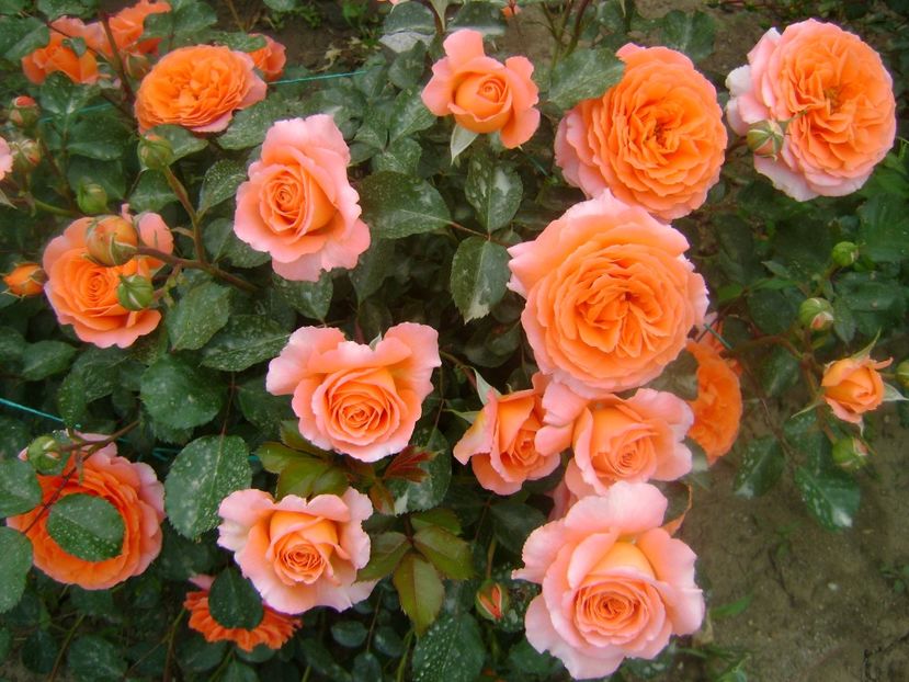  - Orange Meilove floribunda Meilland -2019-2020