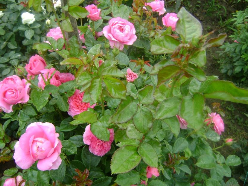  - Chantal merieux floribunda Guillot 2018-2020