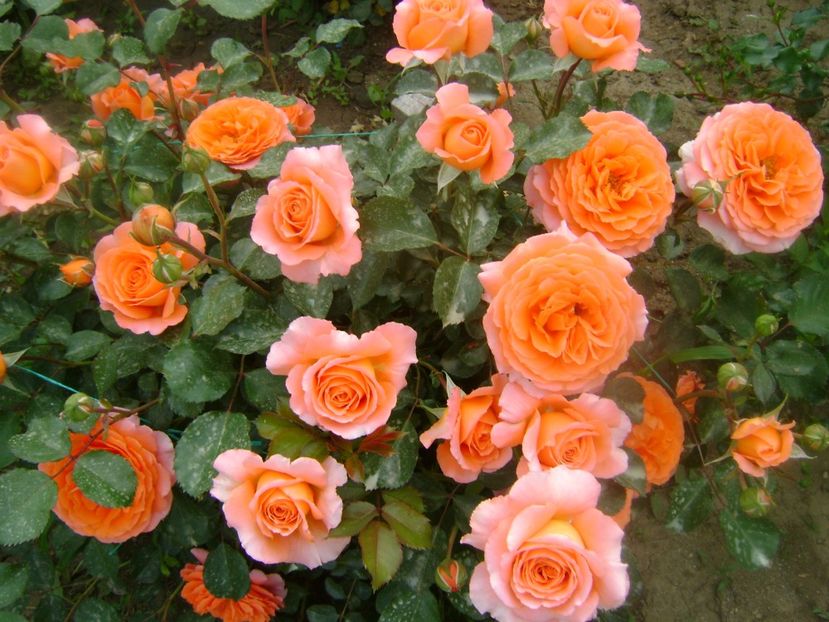  - Orange Meilove floribunda Meilland -2019-2020