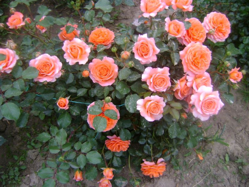  - Orange Meilove floribunda Meilland -2019-2020