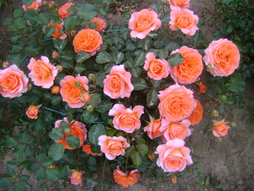  - Orange Meilove floribunda Meilland -2019-2020