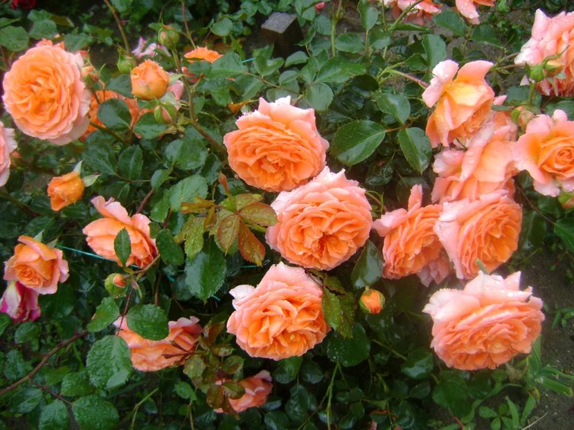  - Orange Meilove floribunda Meilland -2019-2020