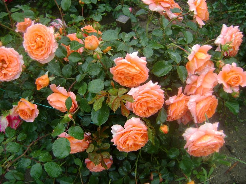  - Orange Meilove floribunda Meilland -2019-2020