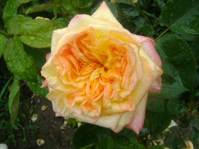  - Henri Delbard-2019-2020