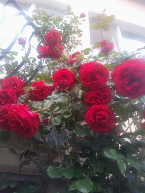 sympathy - Trandafiri 2020