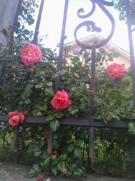 christopher marlowe - Trandafiri 2020