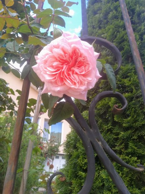 rose de tolbiac - Trandafiri 2020