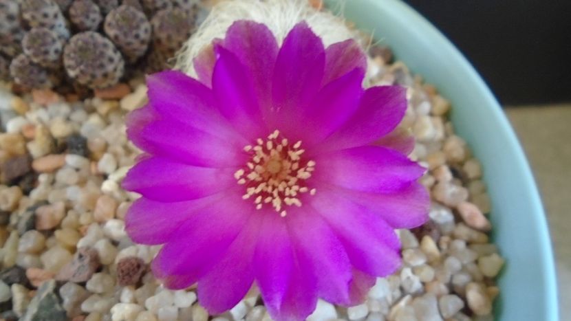 Sulcorebutia patriciae (Rebutia canigueralii ssp. crispata) - Cactusi 2020 evolutie primavara