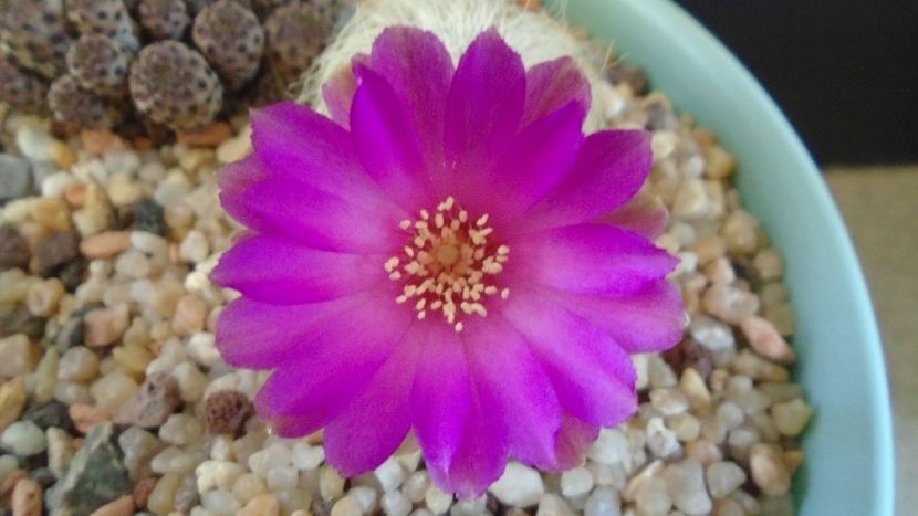 Sulcorebutia patriciae (Rebutia canigueralii ssp. crispata) - Cactusi 2020 evolutie primavara