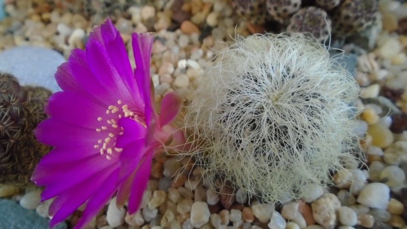 Sulcorebutia patriciae (Rebutia canigueralii ssp. crispata) - Cactusi 2020 evolutie primavara