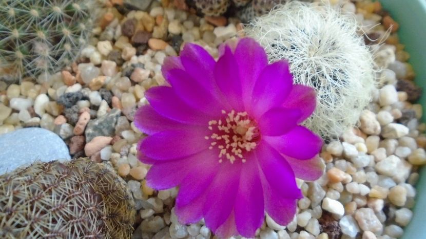 Sulcorebutia patriciae (Rebutia canigueralii ssp. crispata) - Cactusi 2020 evolutie primavara