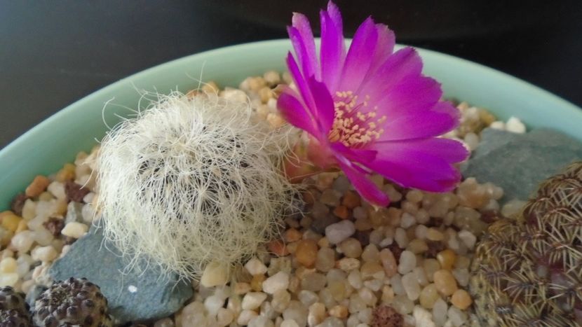 Sulcorebutia patriciae (Rebutia canigueralii ssp. crispata) - Cactusi 2020 evolutie primavara