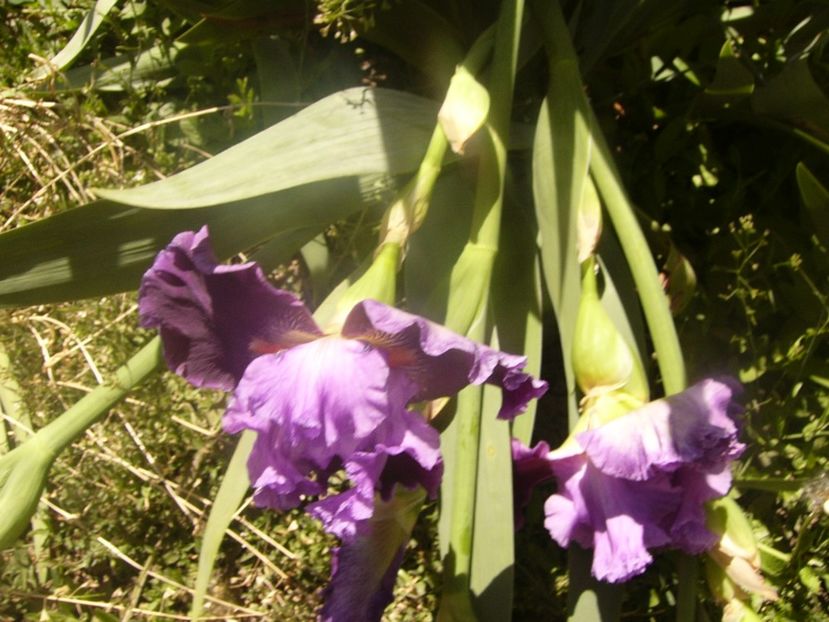 P1360089 - ANUL 2020