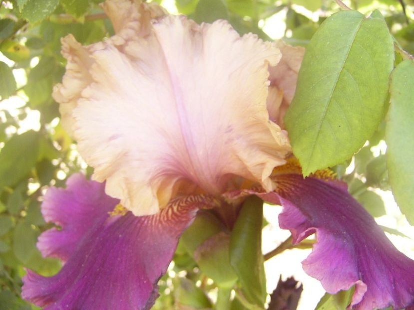 P1360095 - ANUL 2020