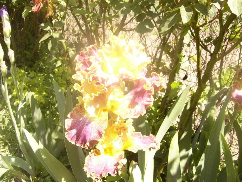 P1360098 - ANUL 2020