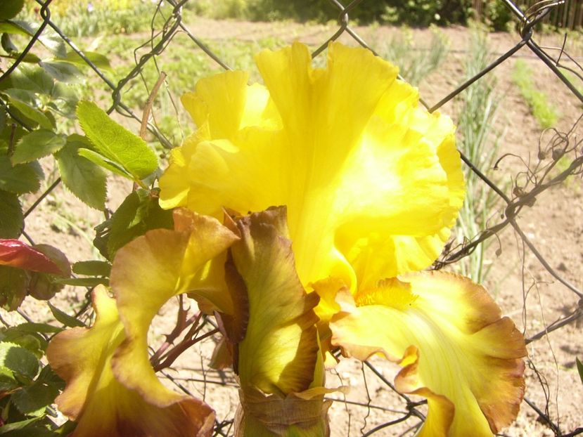 P1360103 - ANUL 2020