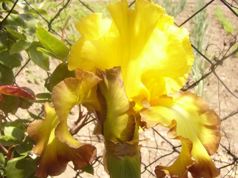 P1360104 - ANUL 2020