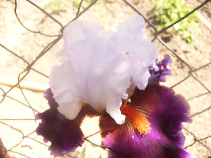 P1360105 - ANUL 2020