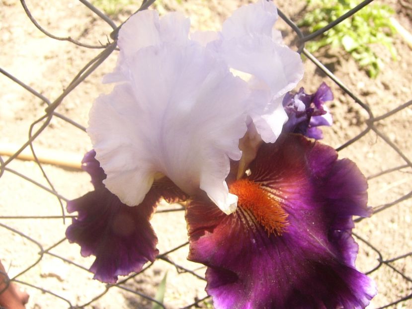 P1360106 - ANUL 2020