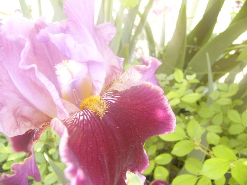 P1360110 - ANUL 2020