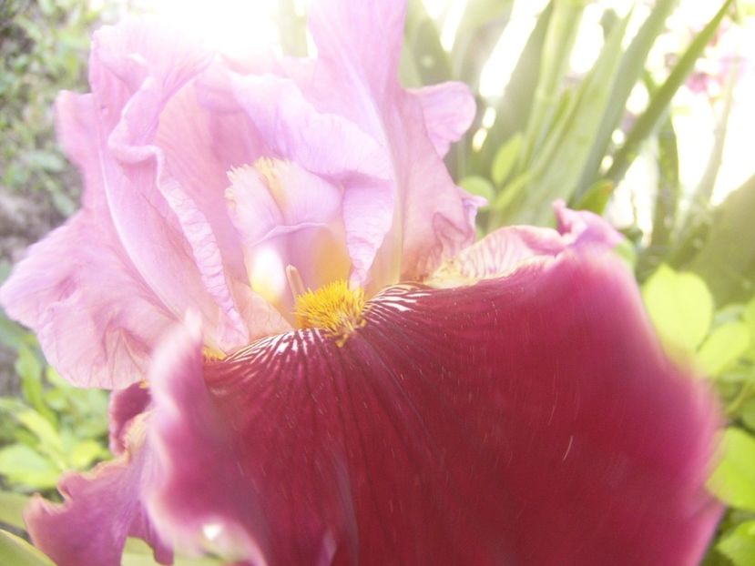 P1360112 - ANUL 2020