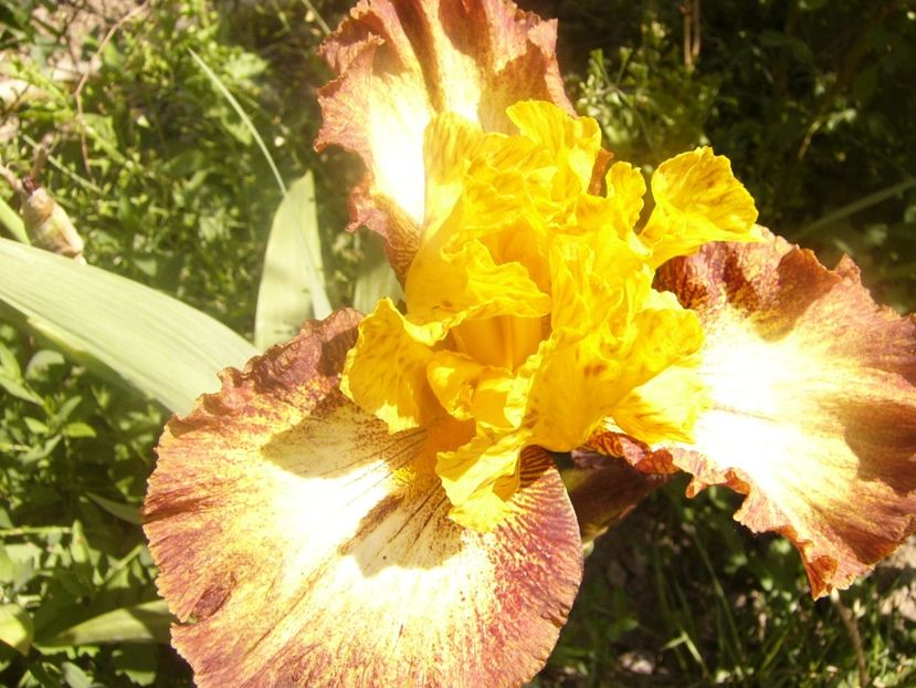 P1360114 - ANUL 2020