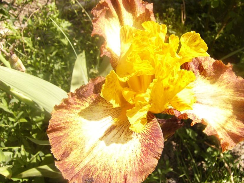 P1360115 - ANUL 2020