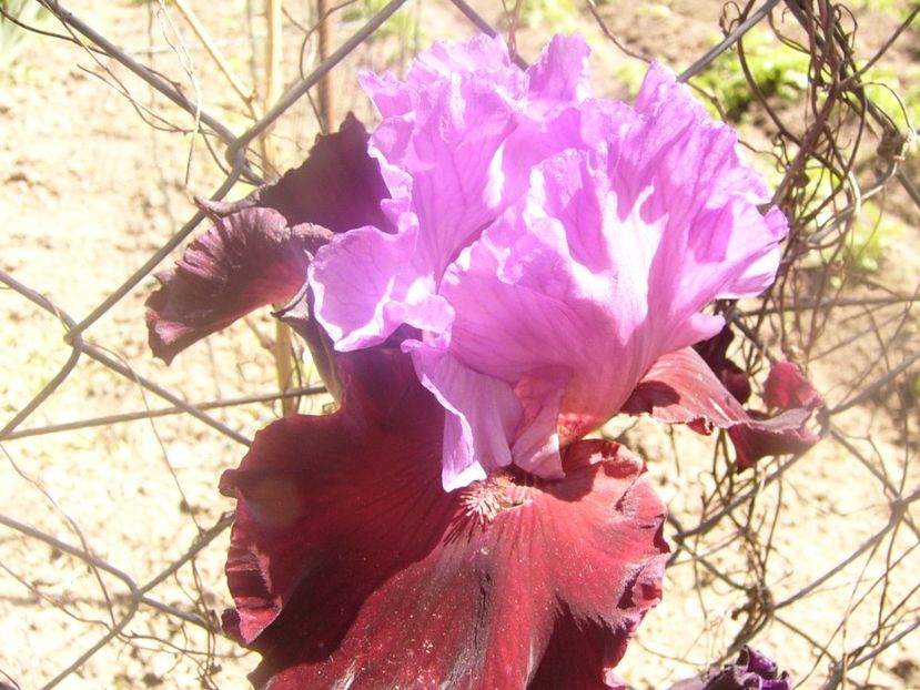 P1360118 - ANUL 2020