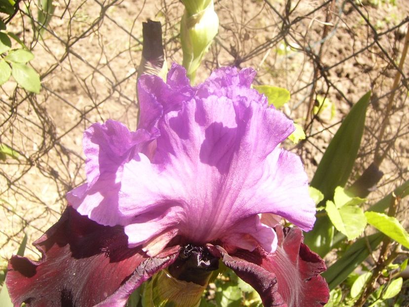 P1360120 - ANUL 2020