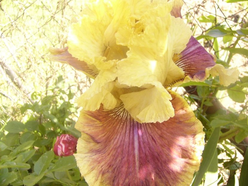 P1360121 - ANUL 2020