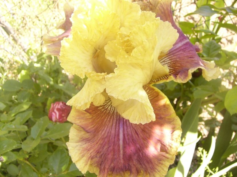 P1360122 - ANUL 2020