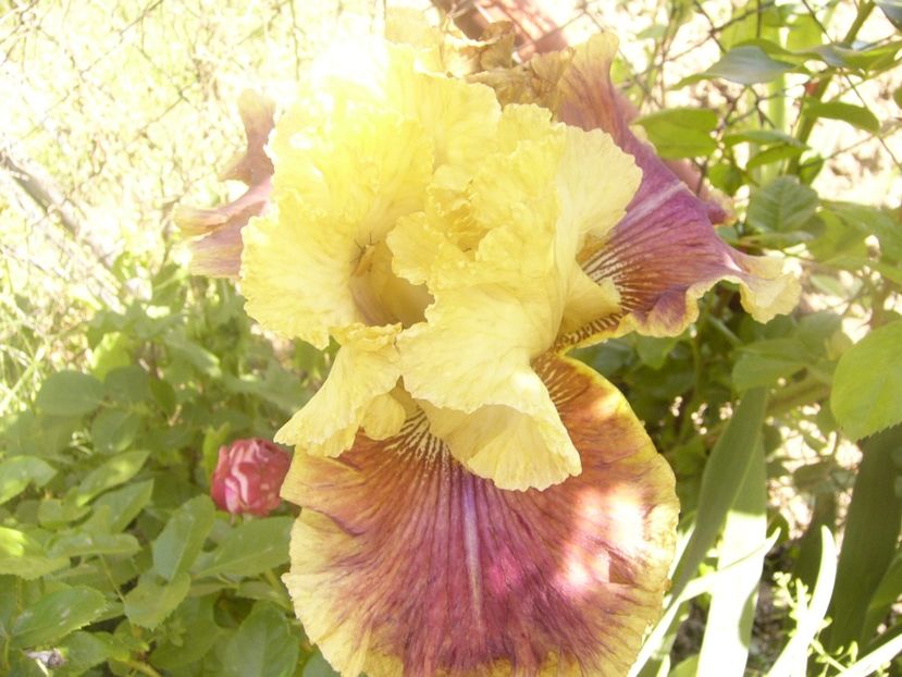 P1360123 - ANUL 2020