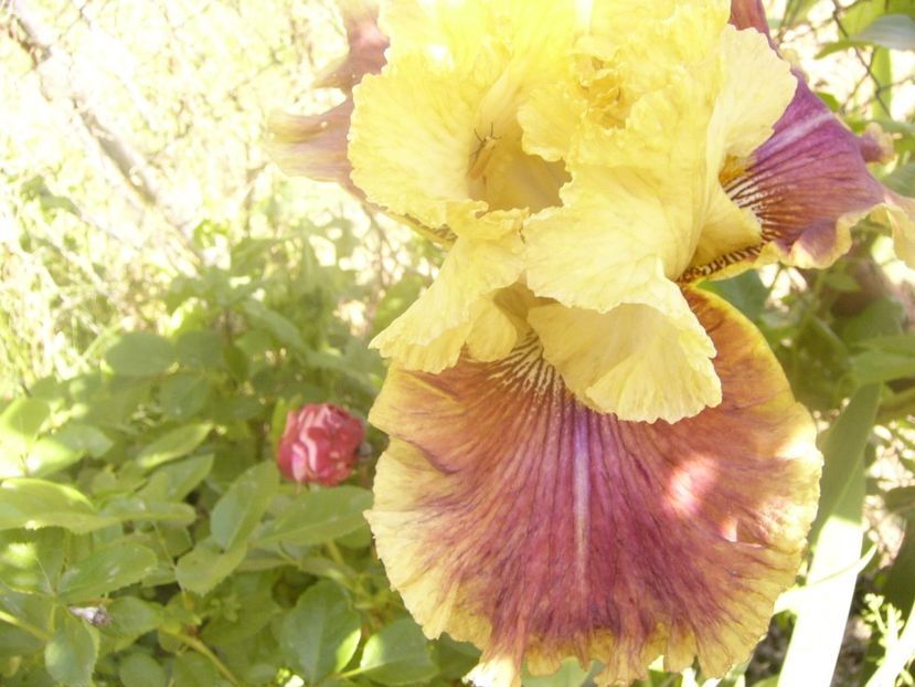 P1360125 - ANUL 2020