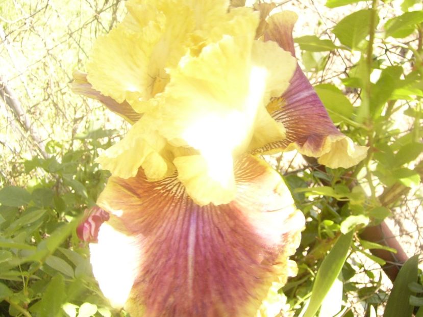 P1360126 - ANUL 2020