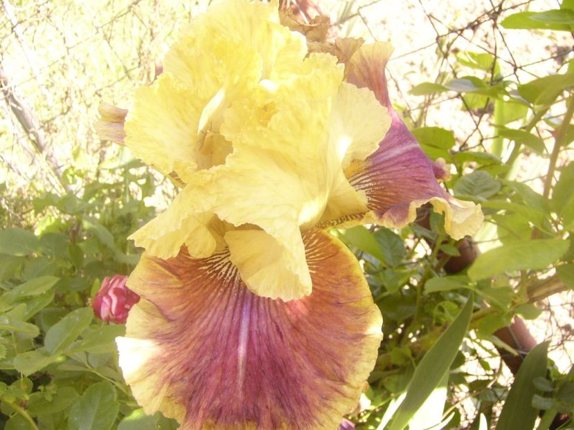 P1360127 - ANUL 2020