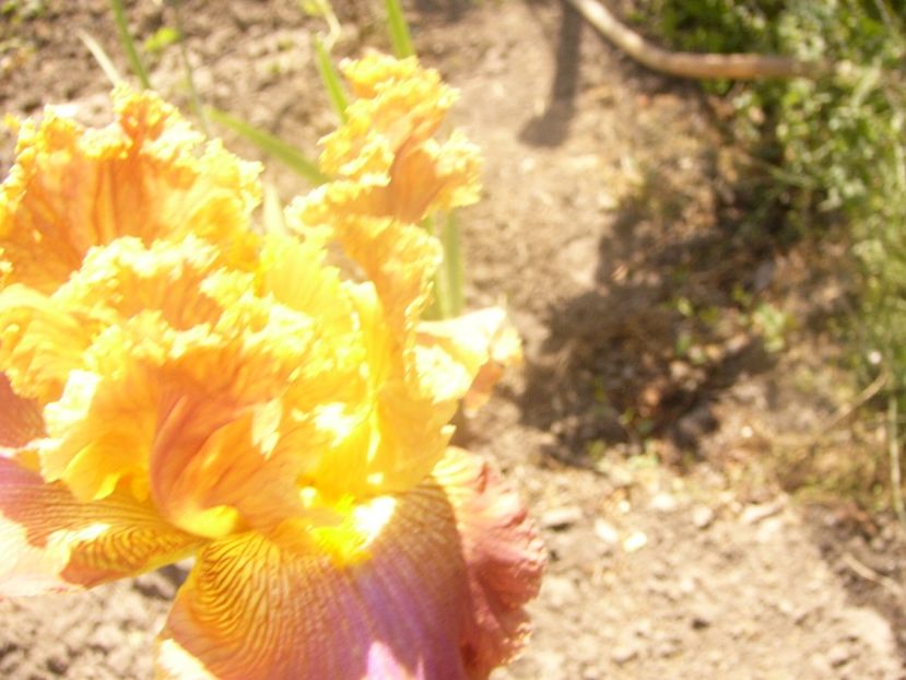 P1360130 - ANUL 2020