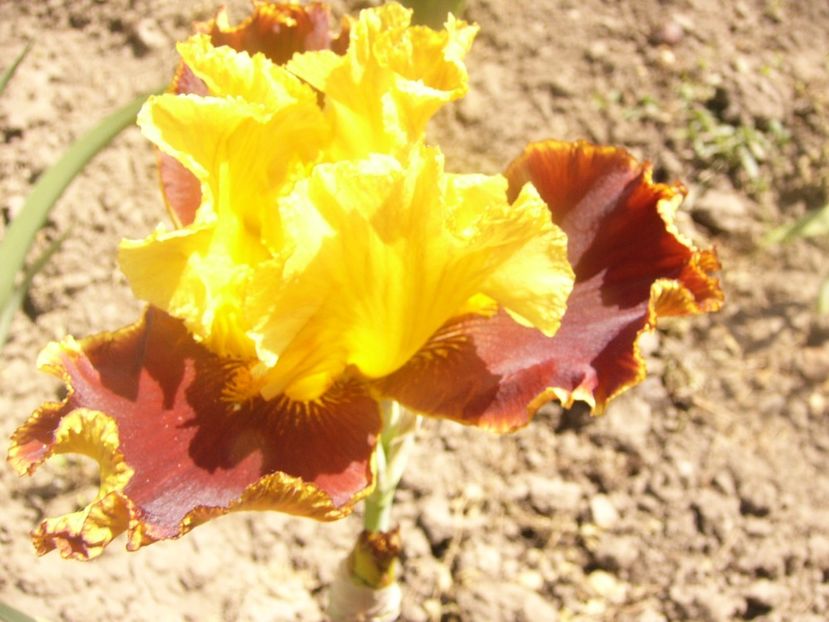 P1360136 - ANUL 2020