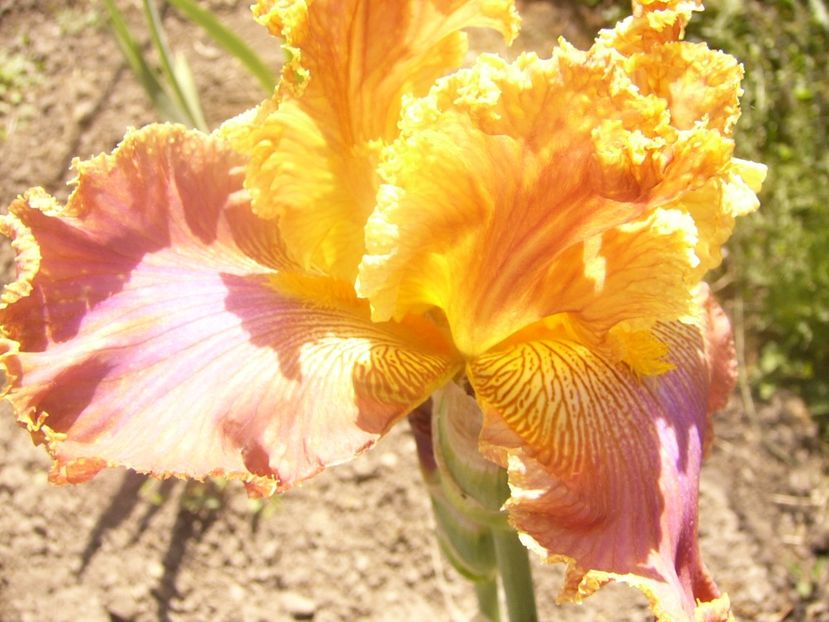 P1360137 - ANUL 2020