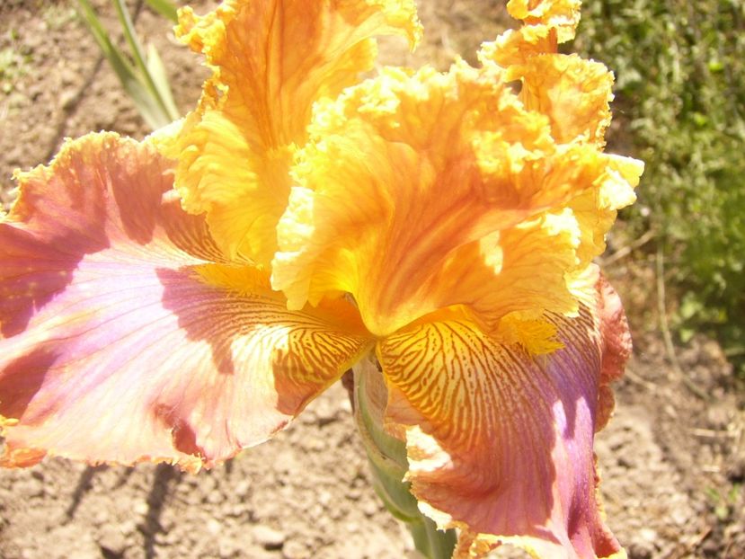 P1360138 - ANUL 2020