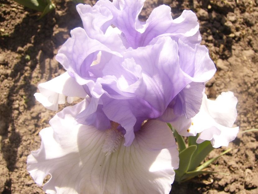 P1360139 - ANUL 2020