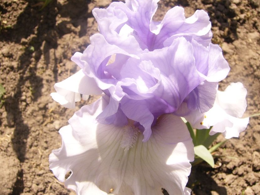 P1360141 - ANUL 2020