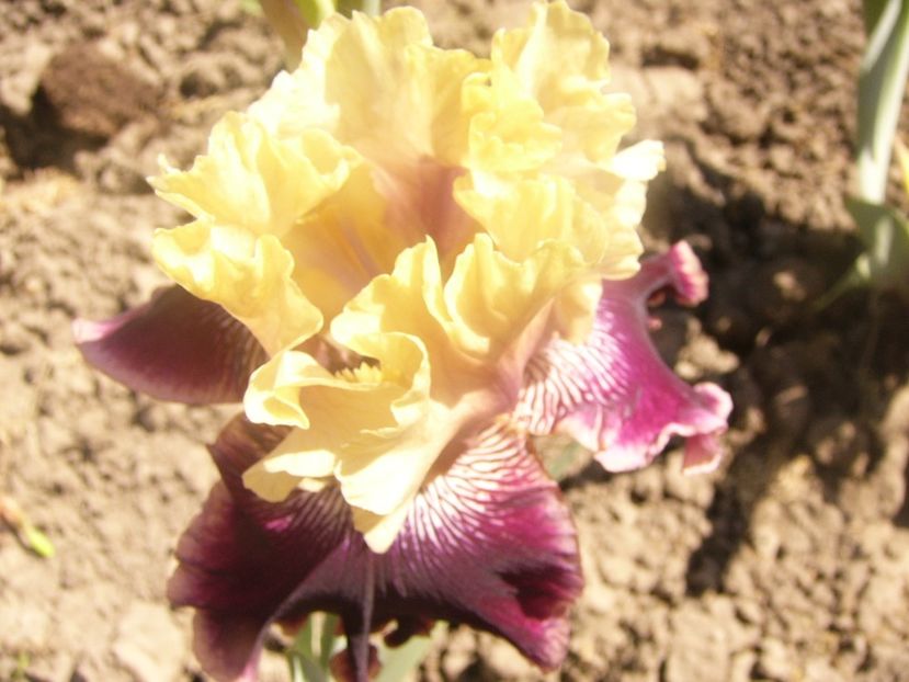 P1360144 - ANUL 2020